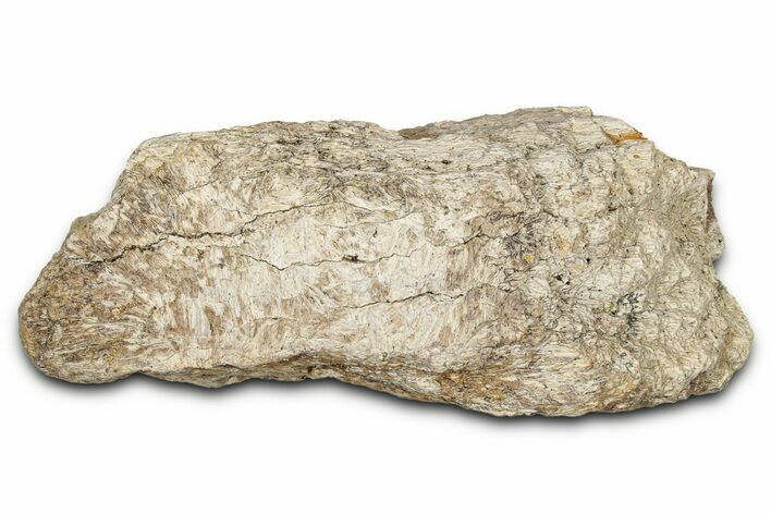 Dinosaur (Triceratops) Frill Shield Section - Montana #338918